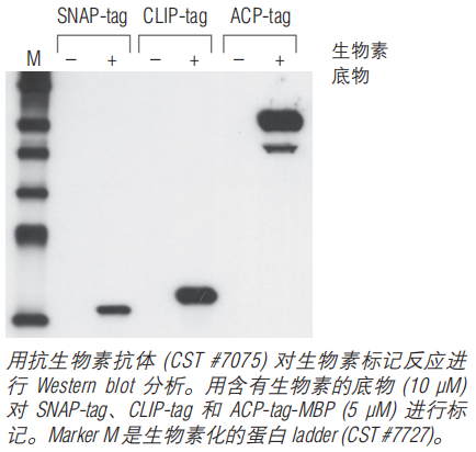 SNAP-Biotin®--NEB
