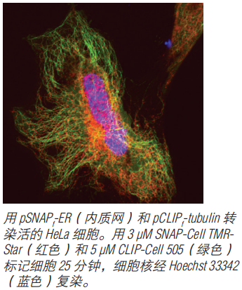 SNAP-Cell 647-SiR--NEB