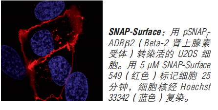 SNAP-Surface 启动试剂盒--NEB