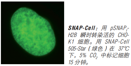 SNAP-Cell 启动试剂盒（停产，组分可单独购买）--NEB