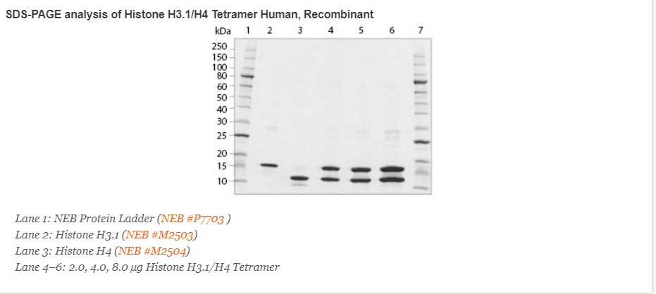 重组人类组蛋白 H3.1/H4 四聚体--NEB