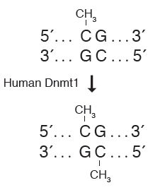 人 DNA（胞嘧啶-5）甲基转移酶（Dnmt1）--NEB