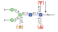 PNGase A--NEB