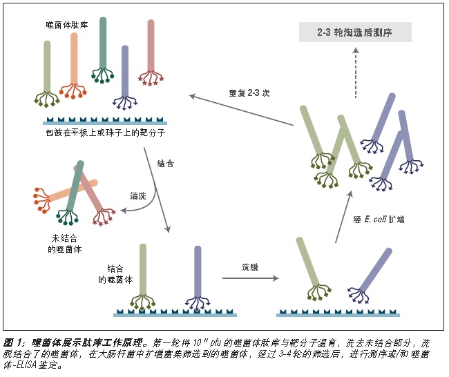 Ph.D.-7 噬菌体展示肽库试剂盒--NEB