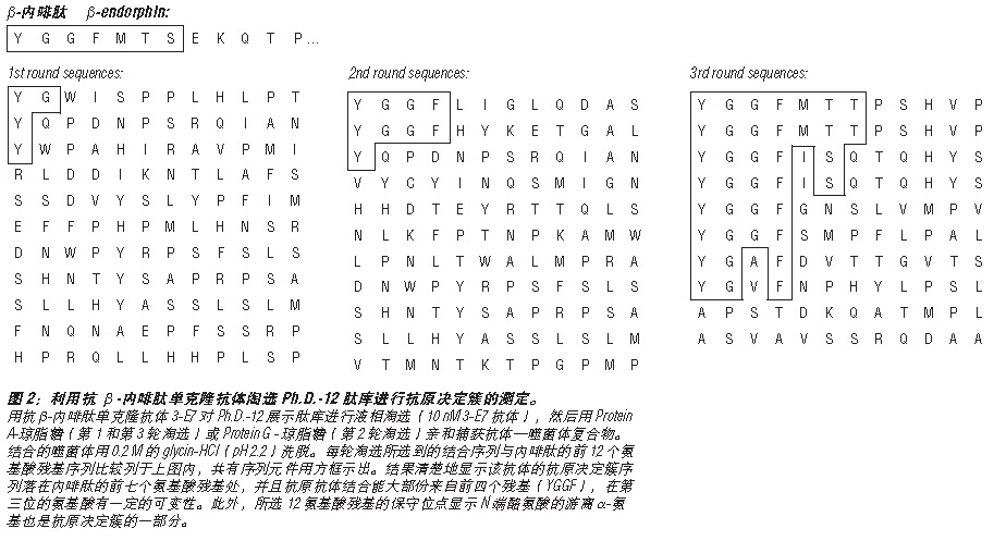 Ph.D.-7 噬菌体展示肽库试剂盒--NEB