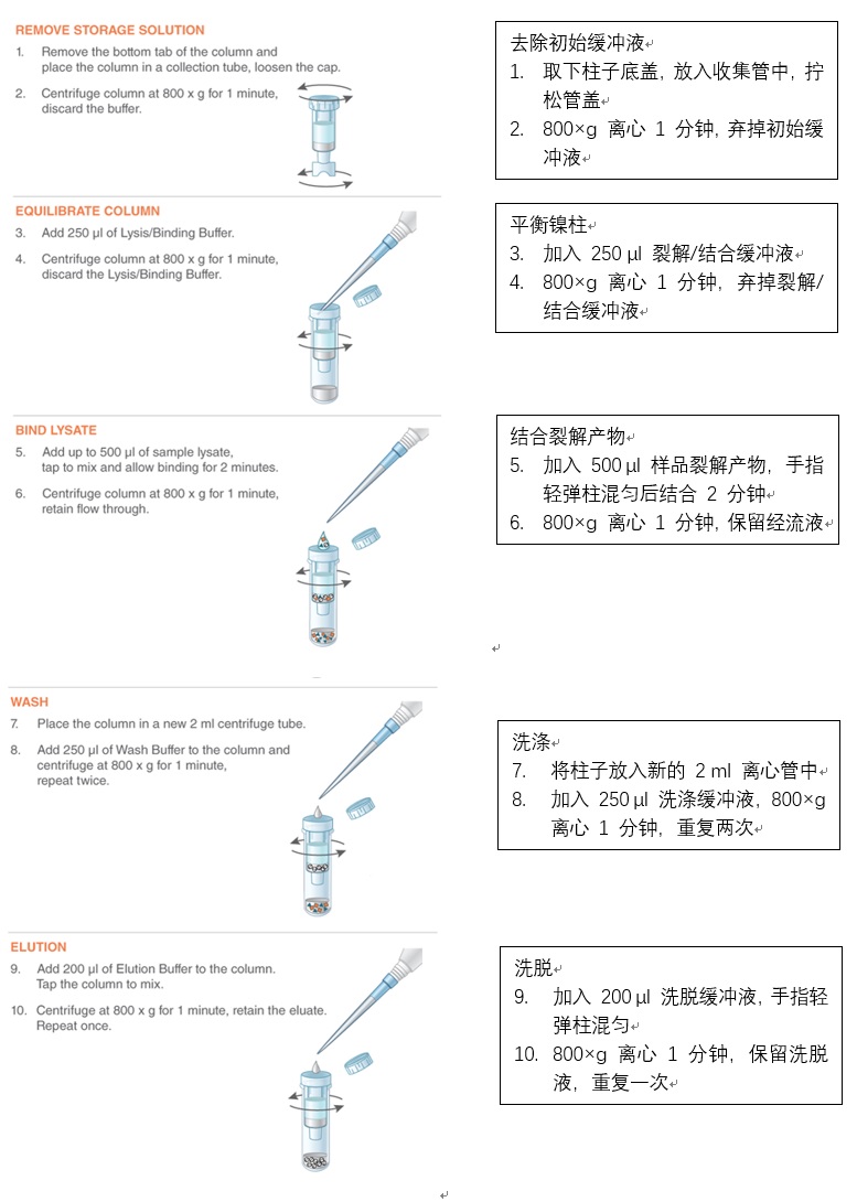 NEBExpress™ 镍离心柱--NEB