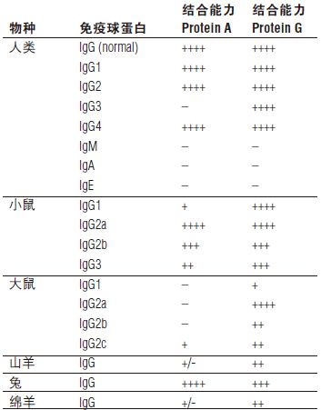 Protein A 磁珠--NEB