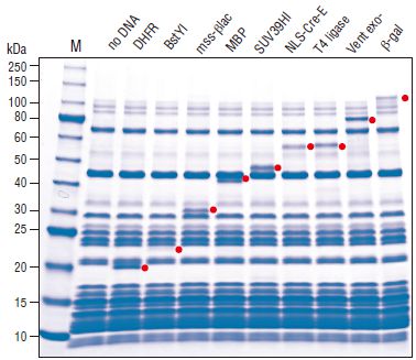 E. coli 核糖体--NEB