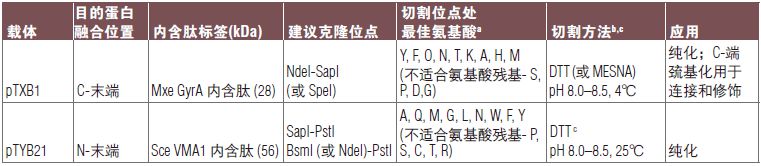 pTYB21 载体--NEB