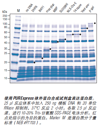 PURExpress® 体外蛋白合成试剂盒--NEB