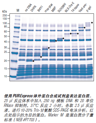 PURExpress Δ Ribosome 试剂盒--NEB