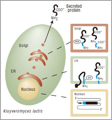 K. lactis 蛋白表达试剂盒--NEB