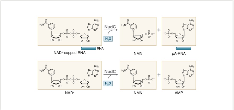 NudC 焦磷酸酶--NEB