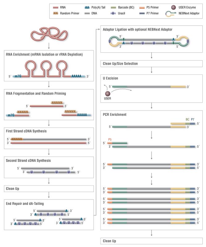 NEBNext RNA 定向文库制备试剂盒--NEB
