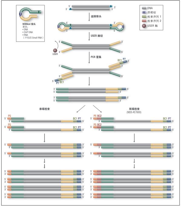 NEBNext 多样本接头引物试剂盒 1（12种检索引物）--NEB