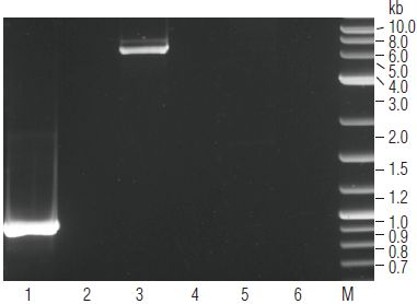 ProtoScript cDNA 第一链合成试剂盒--NEB