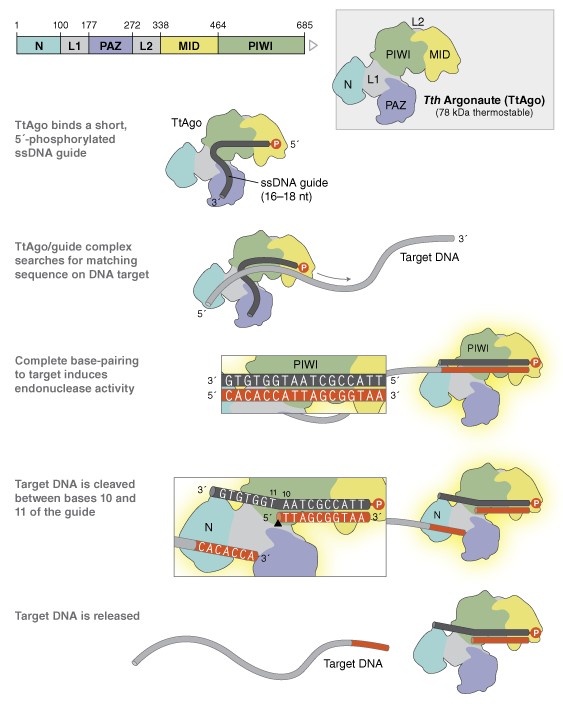 Tth argonaute 蛋白 (TtAgo)--NEB