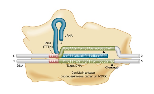EnGen®Lba Cas12a（Cpf1） 核酸酶--NEB