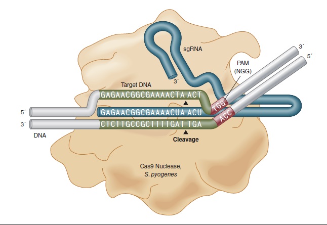 Cas9 核酸酶，S. pyogenes--NEB
