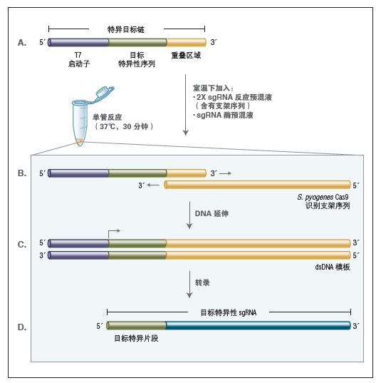 EnGen sgRNA 合成试剂盒，S. pyogenes--NEB