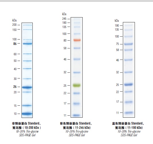 彩色预染蛋白 Standard，宽范围 （11–245 kDa）(停产有替代)--NEB