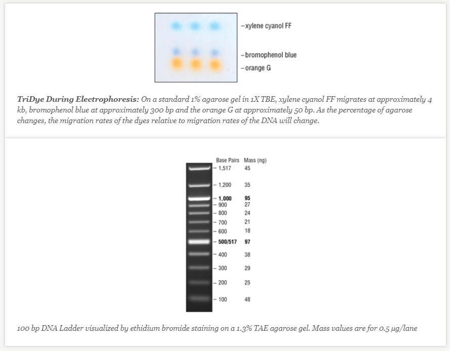 TriDye 100 bp DNA Ladder--NEB