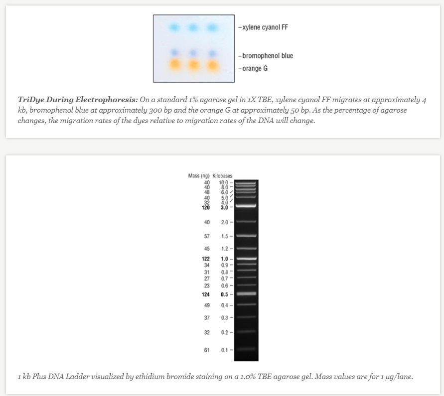 TriDye 1 kb Plus DNA Ladder--NEB