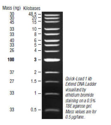 Quick-Load 1 kb Extend DNA Ladder--NEB