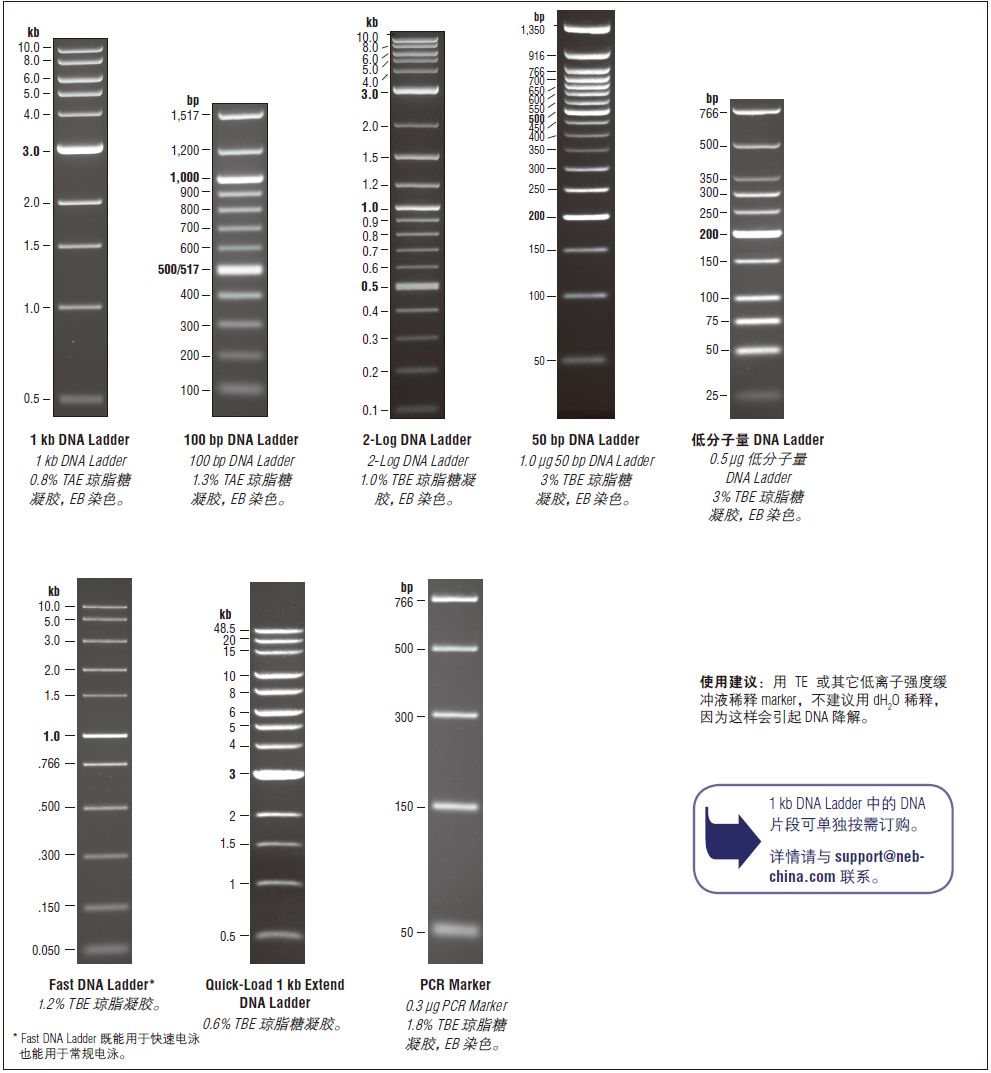 1 kb DNA Ladder--NEB