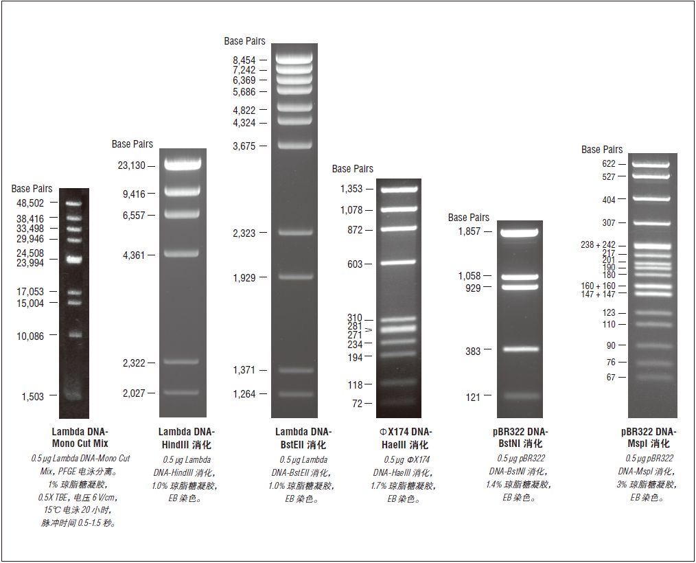 pBR322 DNA-Msp I 消化--NEB