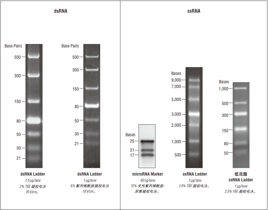 microRNA Marker--NEB