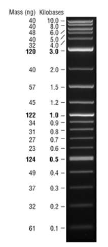 Quick-Load  Purple 1 kb Plus DNA Ladder--NEB