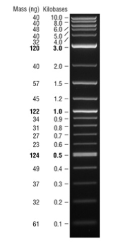 Quick-Load 1 kb Plus DNA Ladder--NEB