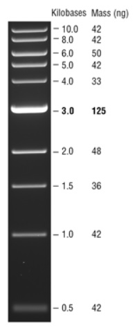 Quick-Load 1 kb DNA Ladder--NEB