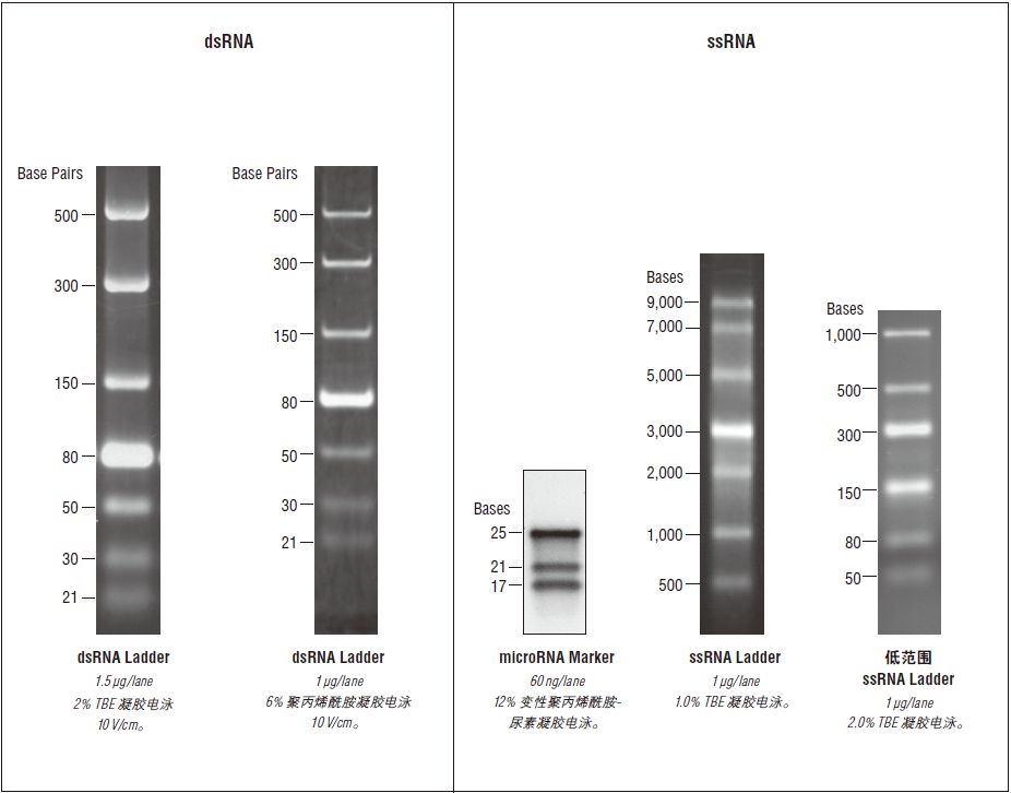 dsRNA Ladder--NEB
