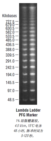 Lambda PFG Ladder--NEB