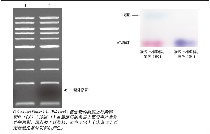 紫色凝胶上样染料 6X--NEB