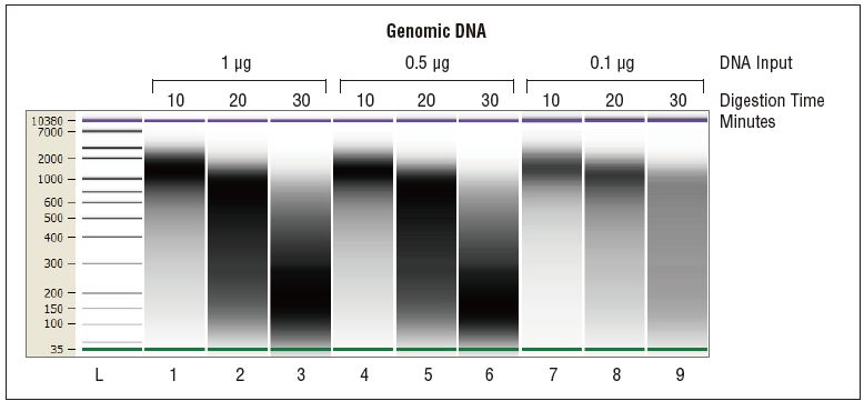 NEBNext DNA 双链片段化酶®--NEB