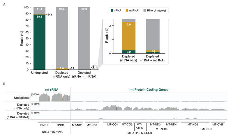 NEBNext®RNA 去除核心试剂 - 含 RNA 纯化磁珠--NEB