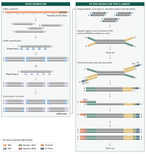 NEBNext®ARTIC SARS-CoV-2 FS 文库制备试剂盒（适用于 Illumina 平台）--NEB