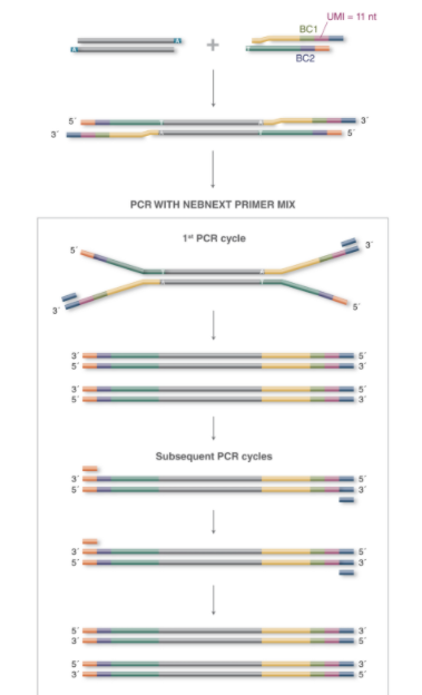 NEBNext®多样本接头引物试剂盒 1（Unique 双端 UMI 接头，适用于 RNA）--NEB