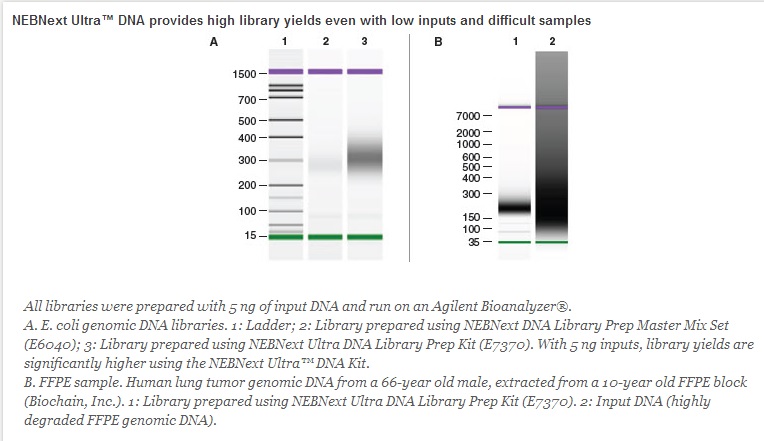 NEBNext DNA 超快速文库制备试剂盒--NEB