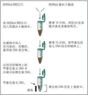 NEBNext 微生物 DNA 富集试剂盒--NEB