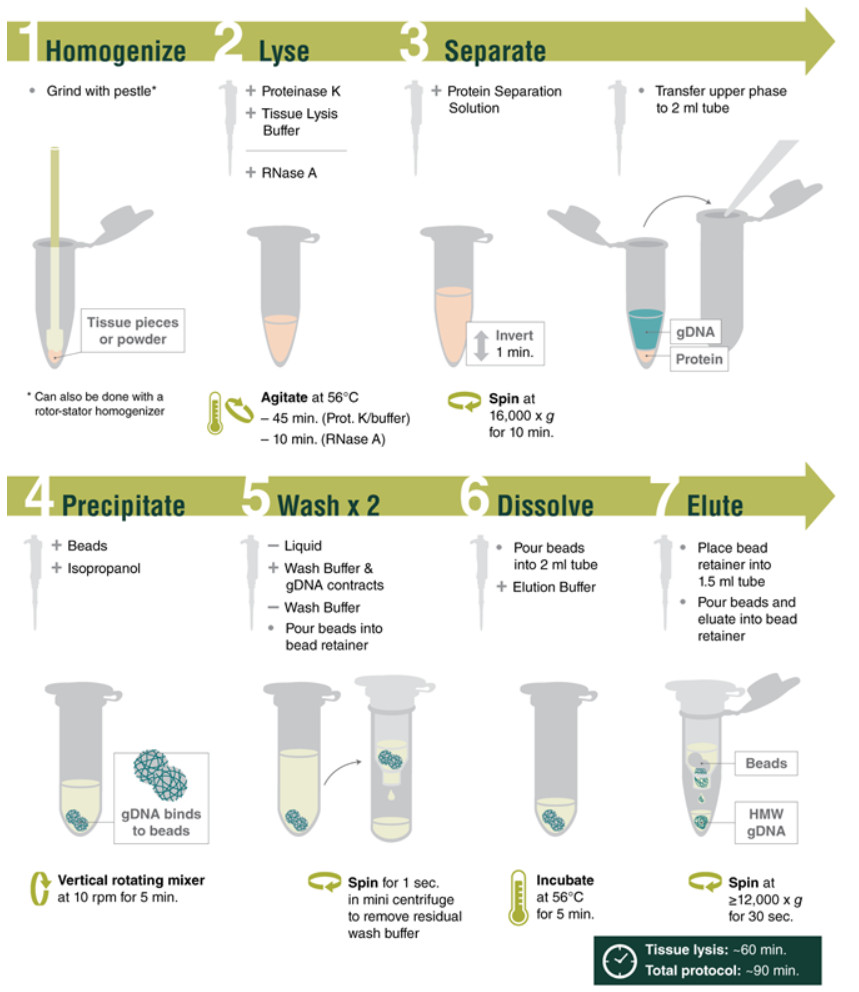 Monarch® 高分子量 DNA 提取试剂盒（组织）--NEB