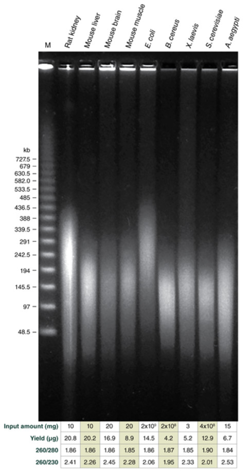 Monarch® 高分子量 DNA 提取试剂盒（组织）--NEB