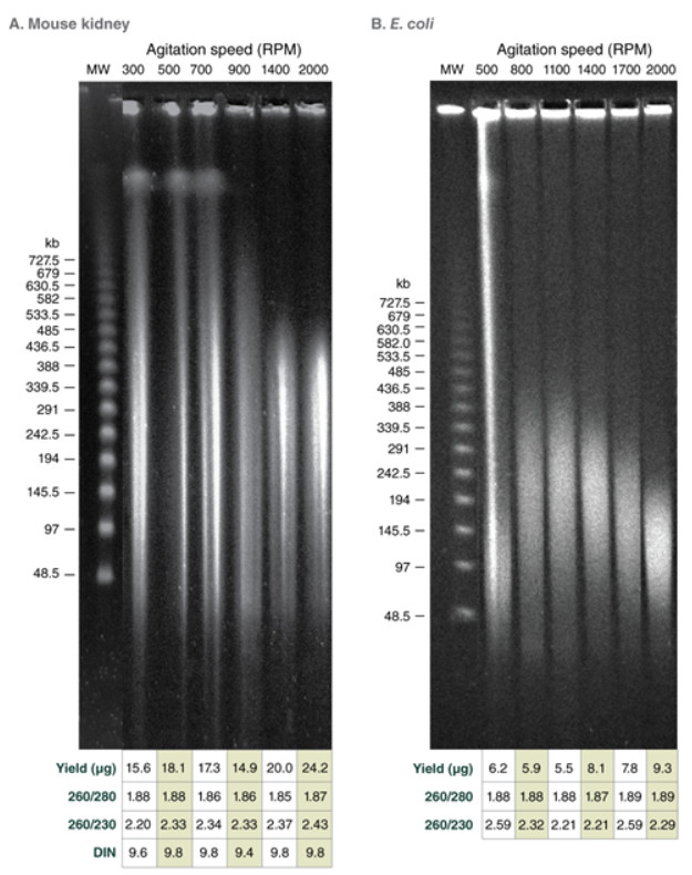 Monarch® 高分子量 DNA 提取试剂盒（组织）--NEB