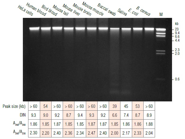 Monarch基因组 DNA提取试剂盒--NEB