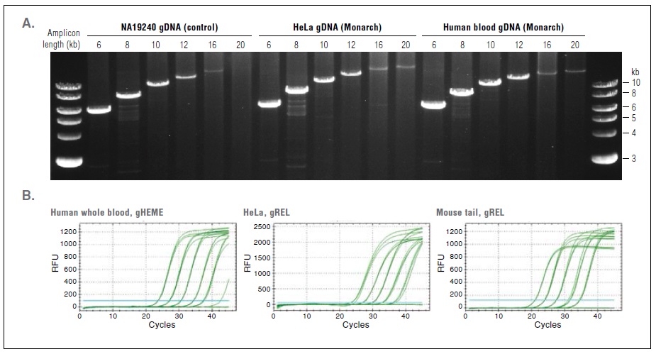Monarch基因组 DNA提取试剂盒--NEB