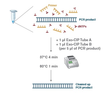 Exo-CIP 快速 PCR 纯化试剂盒--NEB