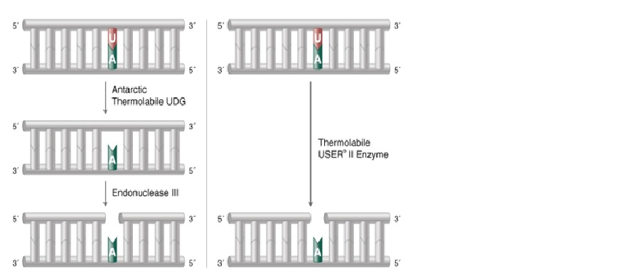 热敏 USER II 酶--NEB
